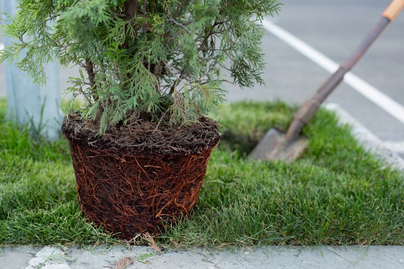 Privacy Trees Planting in Honolulu, HI